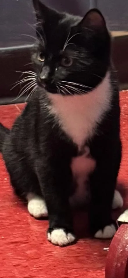 A young large-sized male Domestic Short Hair cat named Chad for adoption in Hoopeston, IL