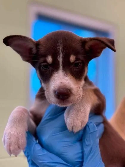A baby medium-sized female Mixed Breed dog named Katya for adoption in Blountville, TN