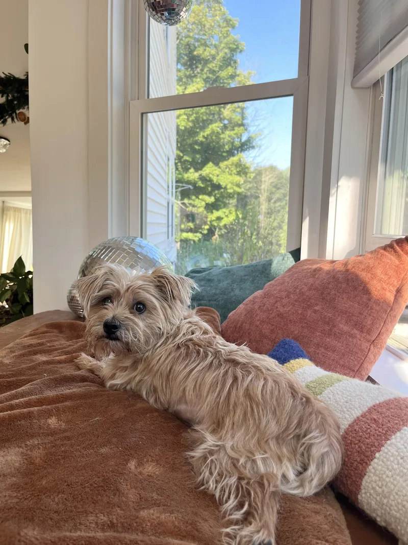 An adult small-sized female Apricot / Beige Yorkshire Terrier dog named Sunshine for adoption in Kennebunk , ME