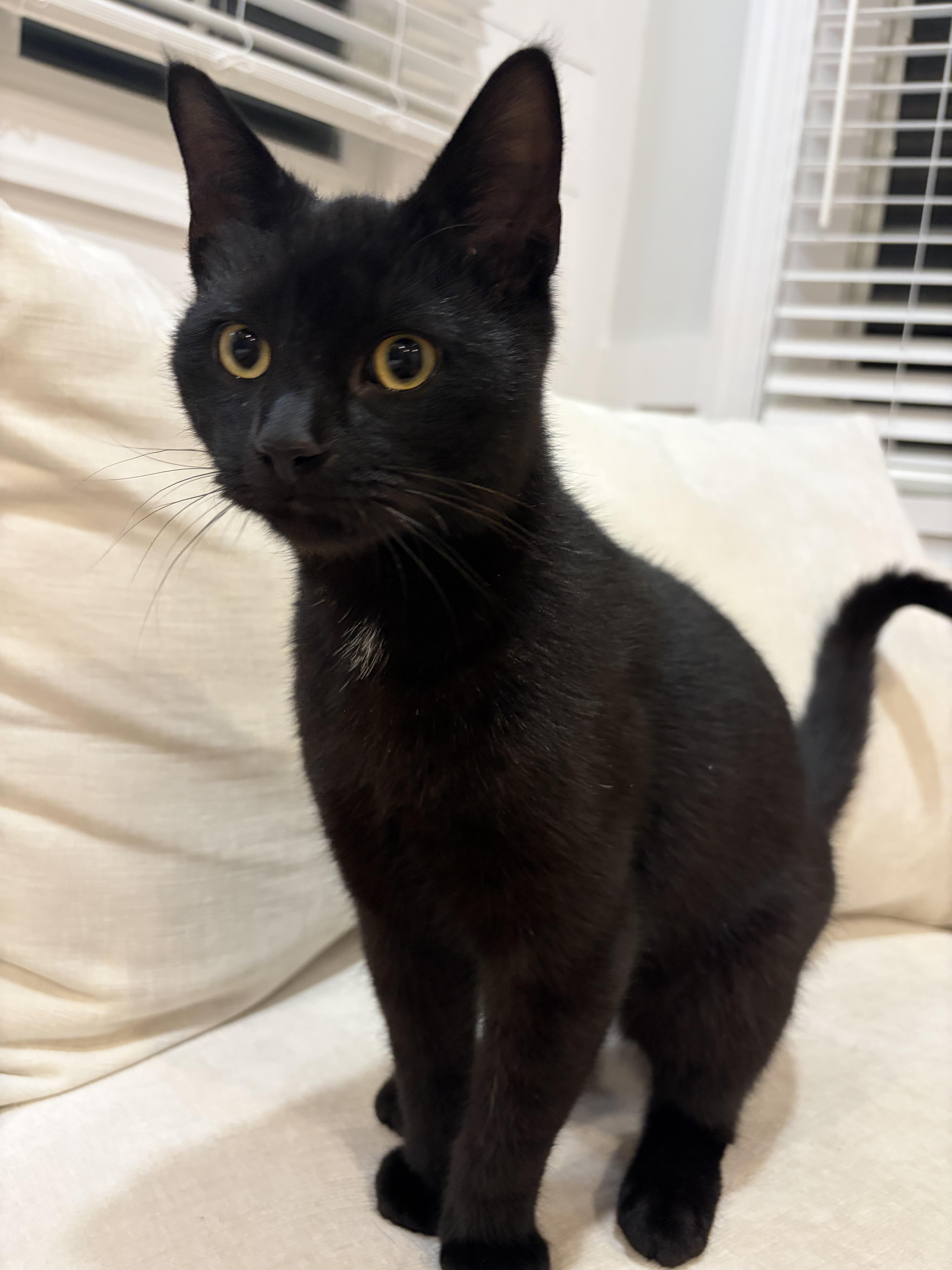 A baby medium-sized male Black Domestic Short Hair cat named Konstantinos for adoption in North Haledon, NJ