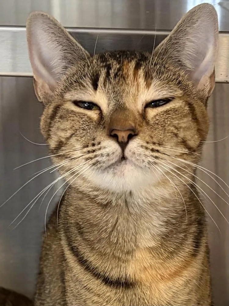A young small-sized female Domestic Short Hair cat named Pixie for adoption in Southbury, CT