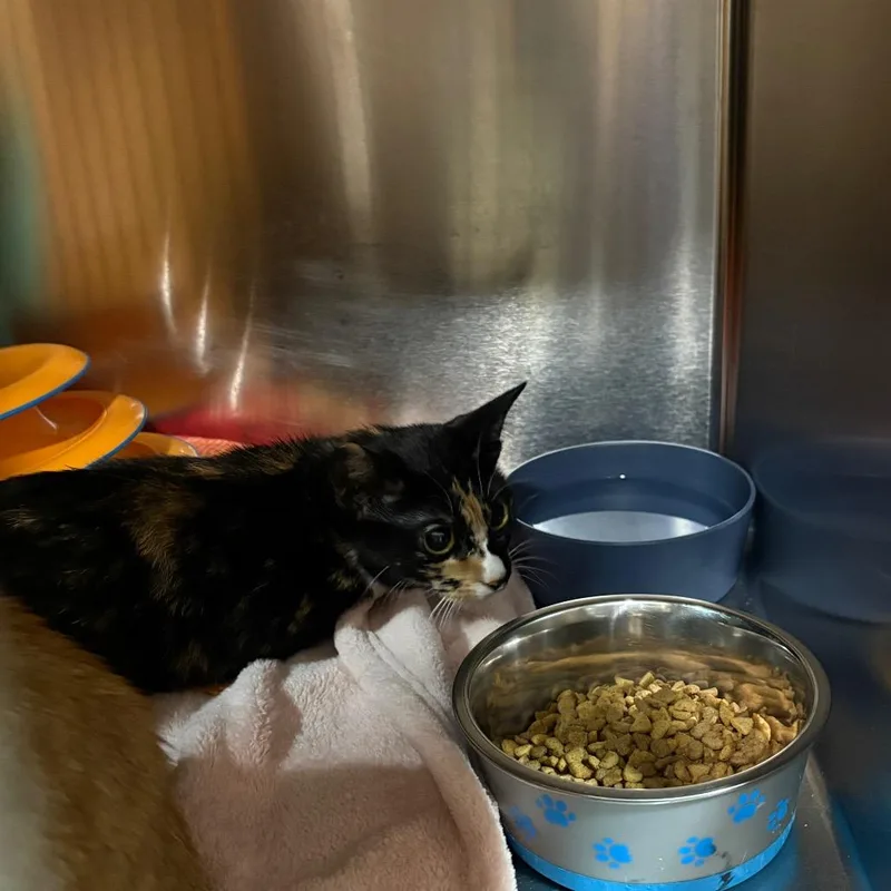 A young small-sized female Calico Domestic Short Hair cat named Sprinkle for adoption in Pensacola, FL