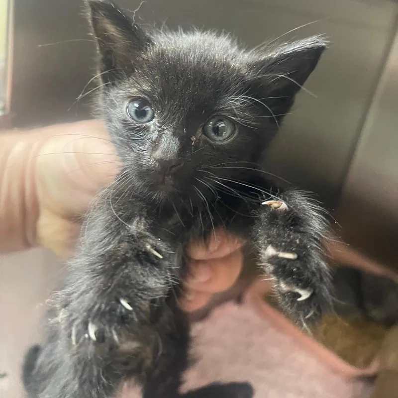 A baby small-sized male American Shorthair cat named Callen for adoption in Valley, AL