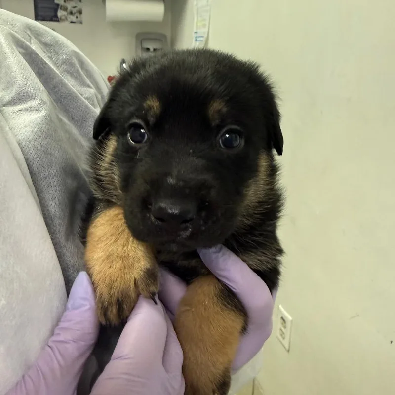 A baby small-sized male Black Mixed Breed dog named Captain Cutler for adoption in Charleston, WV