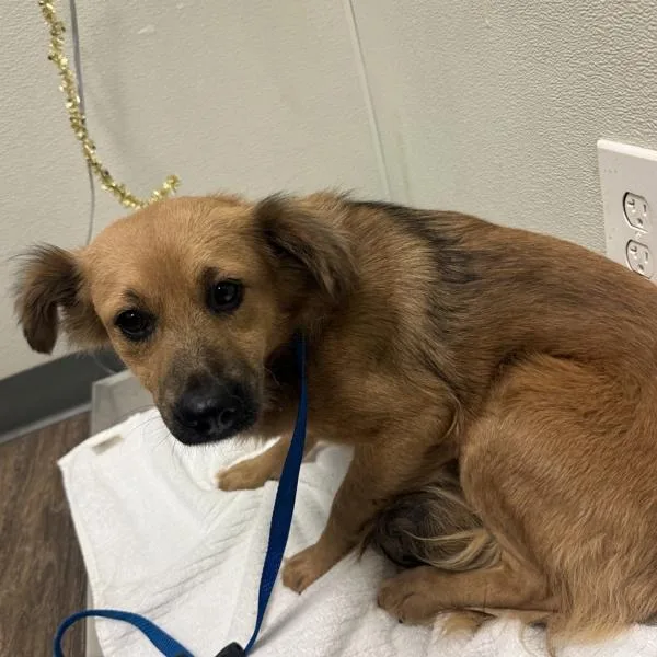 A young medium-sized female Shepherd dog named Francesca for adoption in San Diego, CA