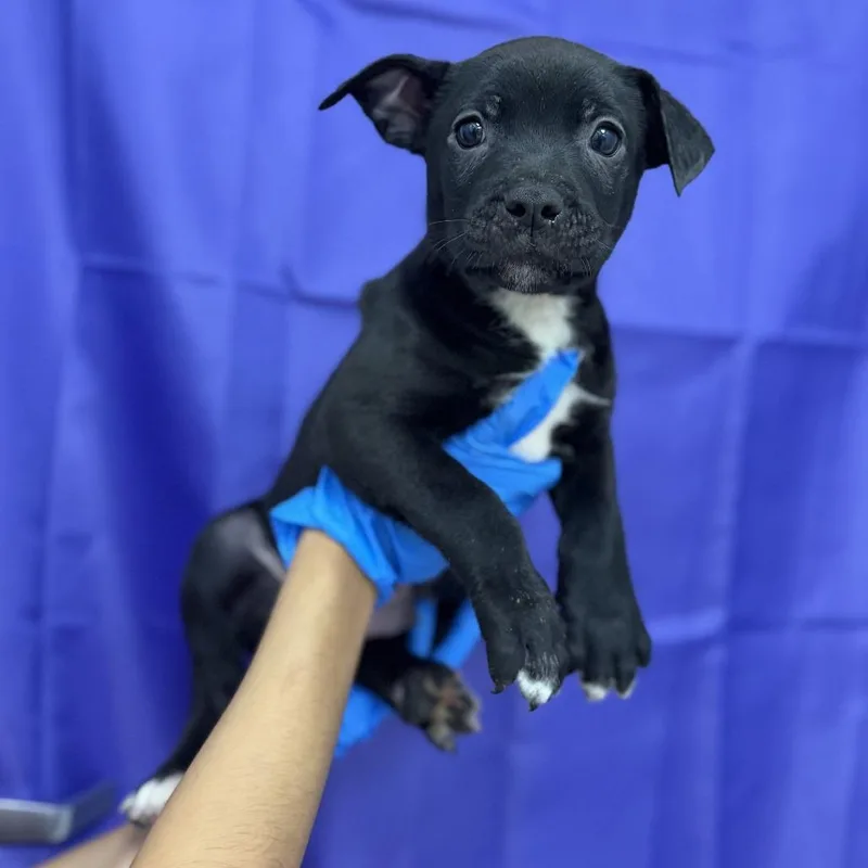 A baby medium-sized male Black Pit Bull Terrier dog named Webster for adoption in Bullhead City, AZ
