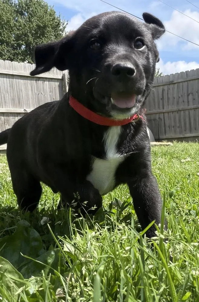 A baby large-sized male Tricolor (Brown, Black, & White) Labrador Retriever dog named Connecticut : Derby for adoption in Aurora, IN