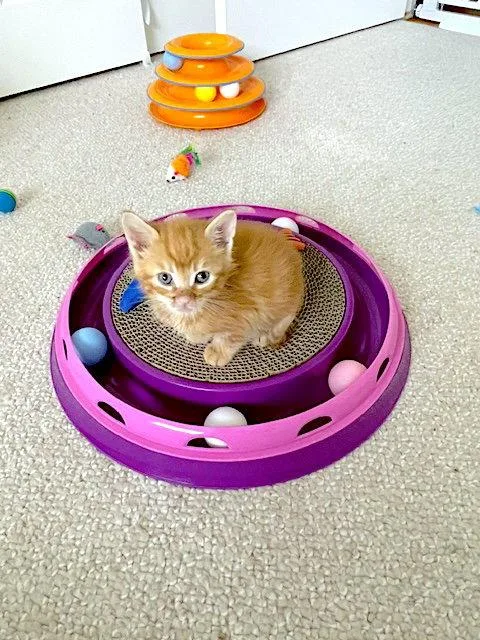 A baby medium-sized male Orange / Red Domestic Short Hair cat named Cupid for adoption in Fremont, CA