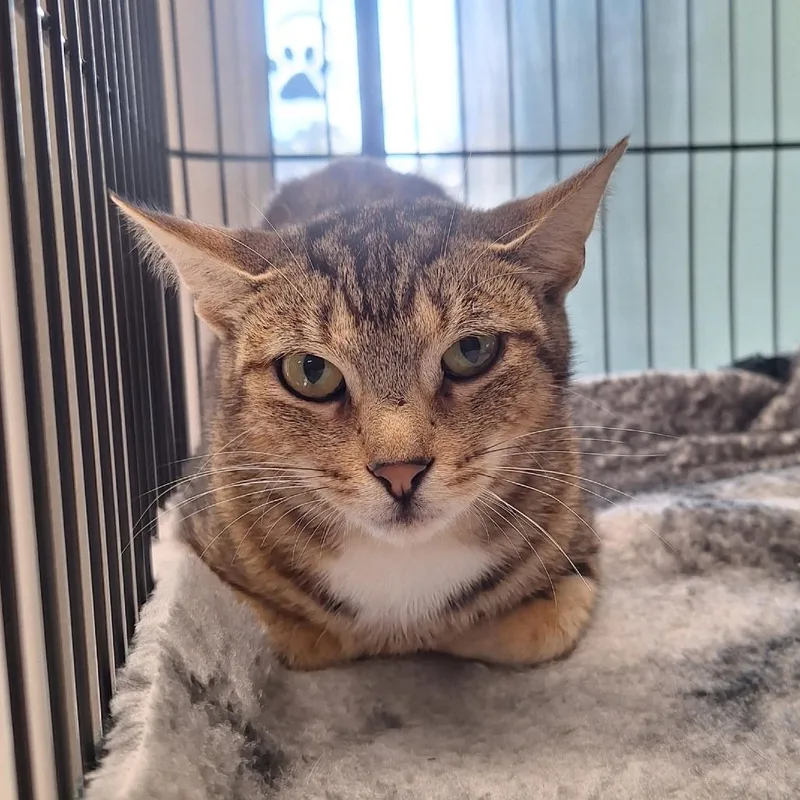 A young medium-sized female Domestic Short Hair cat named Cocoon for adoption in Attica, NY