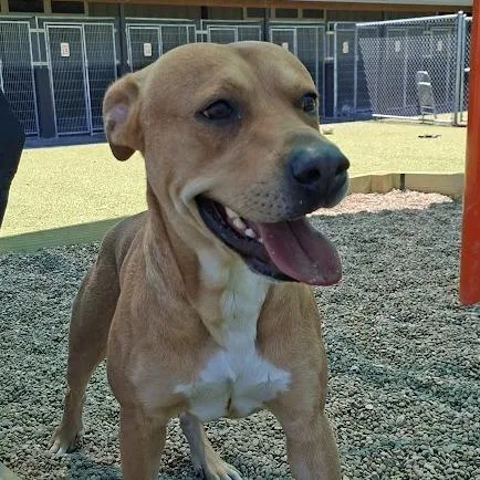 An adult small-sized male Apricot / Beige Pit Bull Terrier dog named Lenny for adoption in Hannibal, MO
