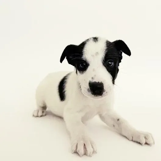 A baby small-sized male White / Cream Mixed Breed dog named Bobby for adoption in Saint Louis, MO