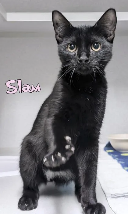 A baby small-sized male Domestic Short Hair cat named Slam for adoption in Mason, MI