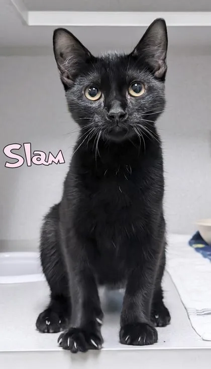 Slam thumbnail 2