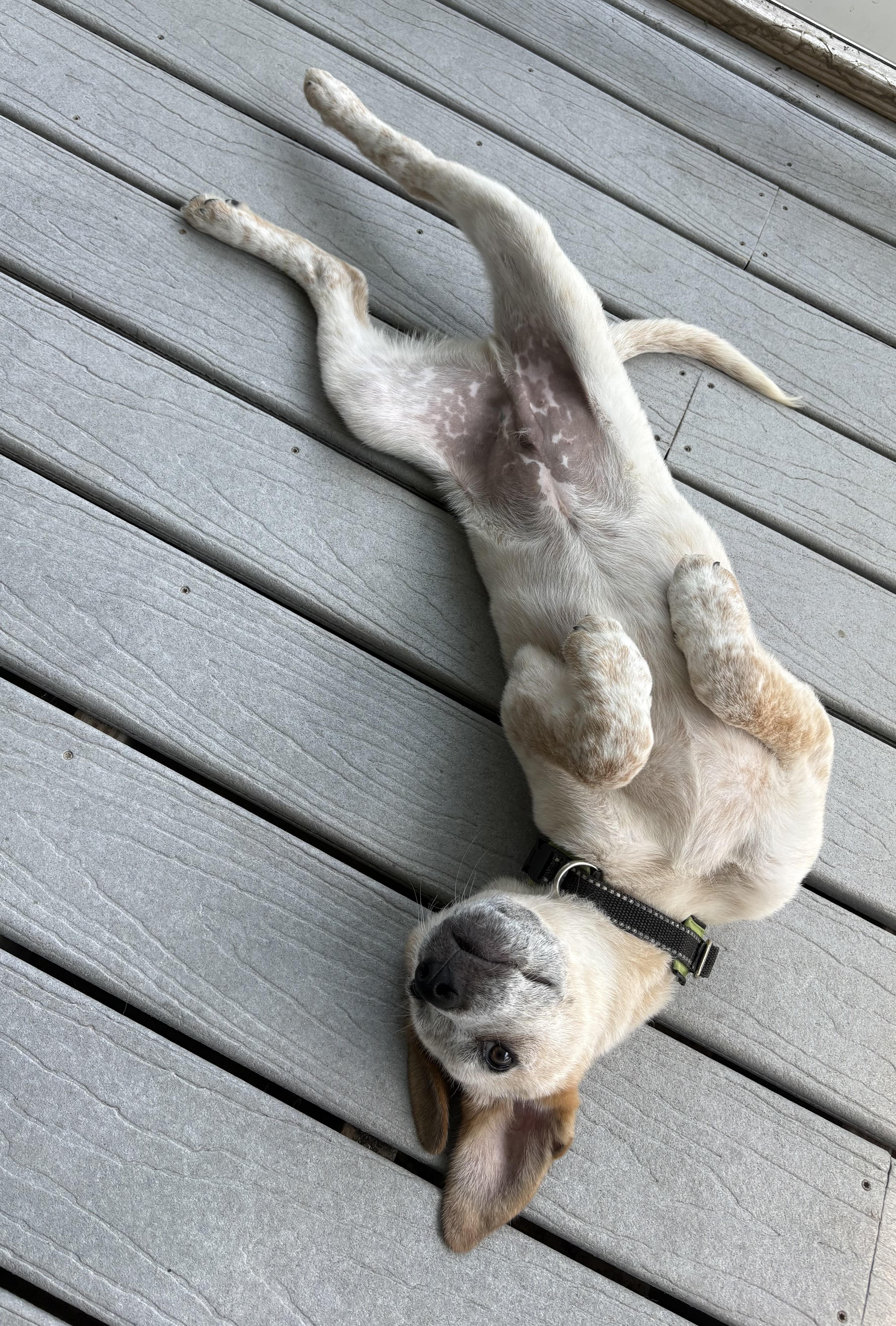 A baby medium-sized male Red / Chestnut / Orange Australian Cattle Dog / Blue Heeler dog named Ned for adoption in Hempstead, NY