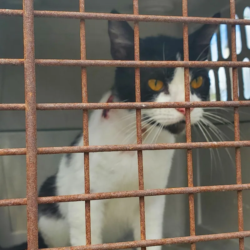 An adult medium-sized male Black Domestic Medium Hair cat named Webber for adoption in Lake Jackson, TX