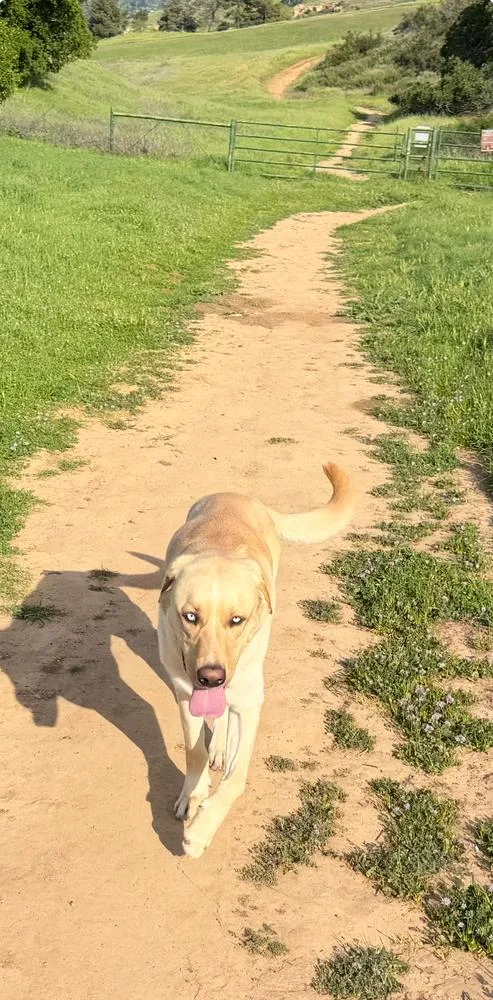 Lucky Weston thumbnail 2