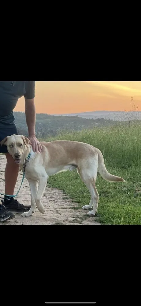 Lucky Weston thumbnail 4