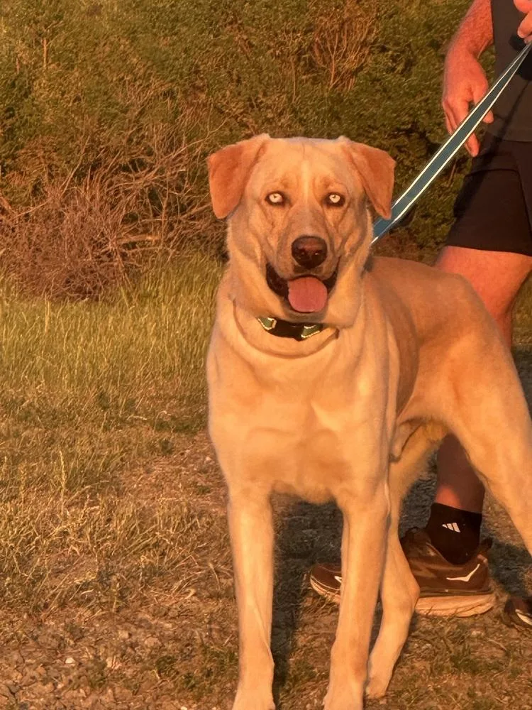 Lucky Weston thumbnail 5