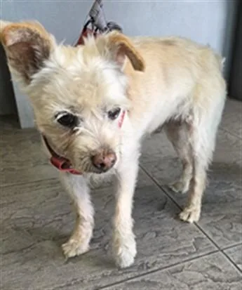 A senior small-sized male Terrier dog named Coop for adoption in Los Angeles, CA