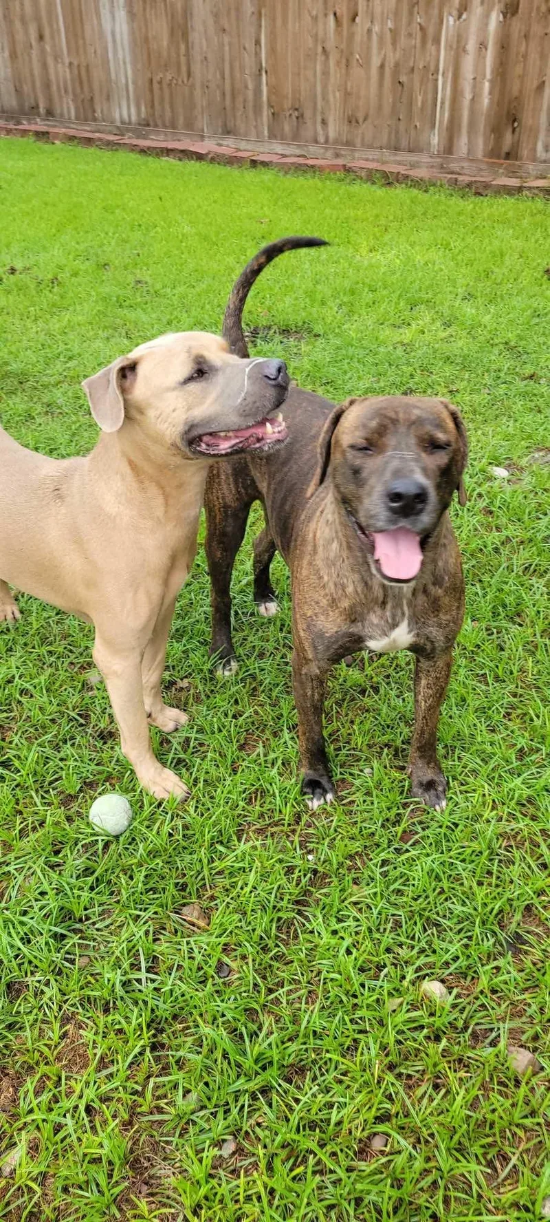 Garfunkel thumbnail 4