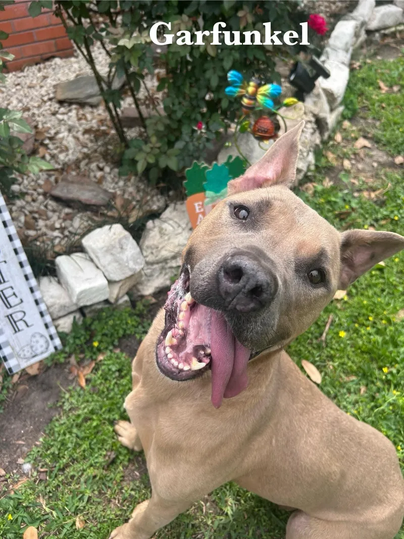 Garfunkel thumbnail 5