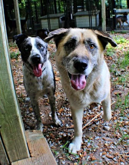 An adult large-sized female Siberian Husky dog named Ellie for adoption in Morton Grove, IL