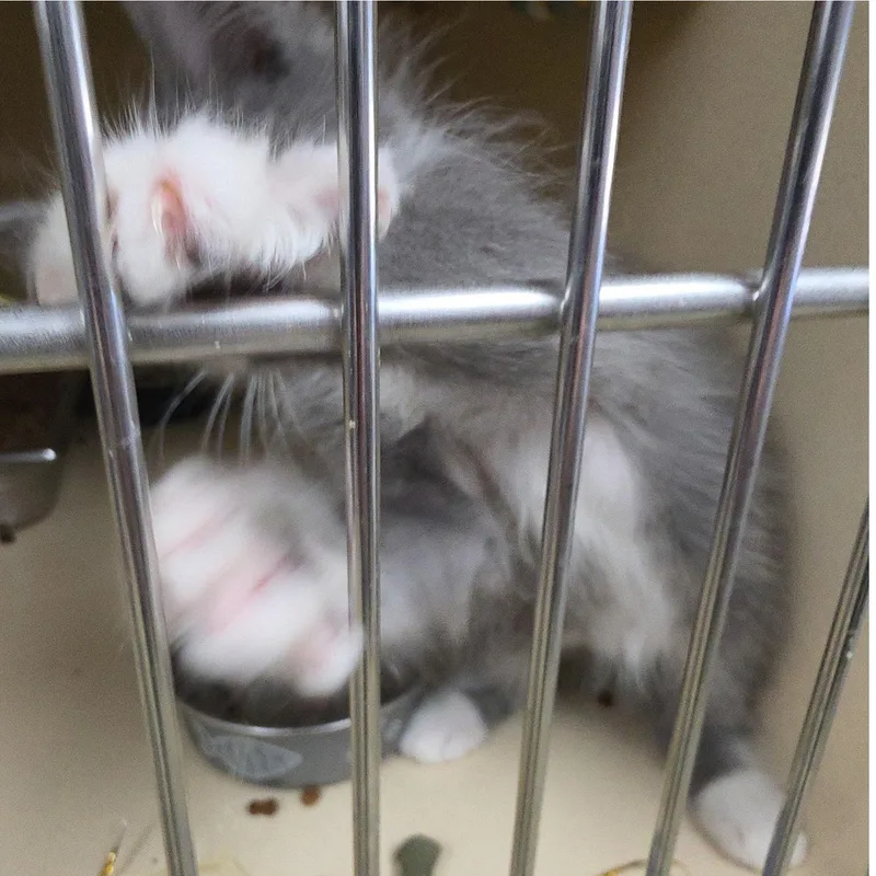 A baby medium-sized male Gray & White Domestic Long Hair cat named Gingham for adoption in Clarksville, VA