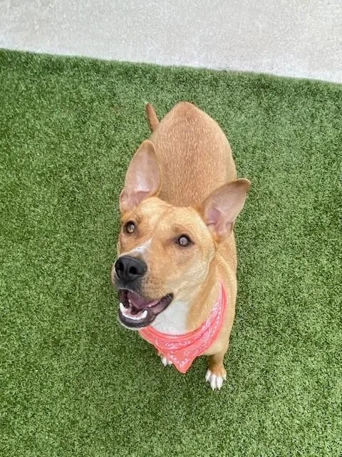 An adult large-sized female Yellow / Tan / Blond / Fawn Terrier dog named Chariot for adoption in Fayetteville, AR