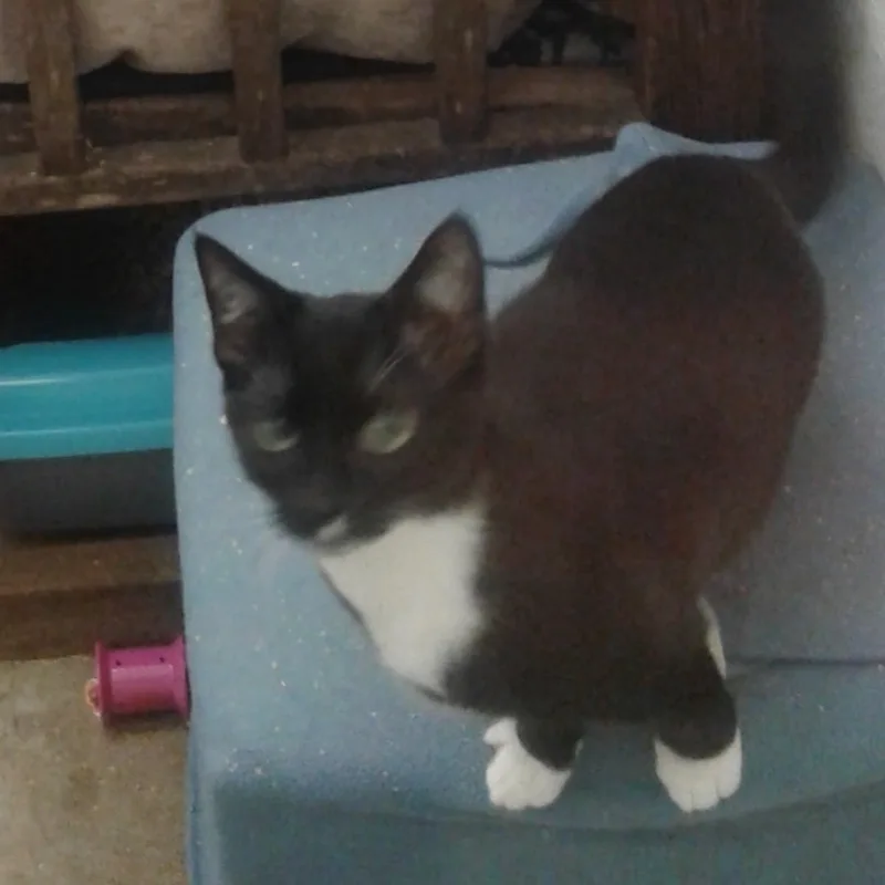 Glengarry thumbnail 2