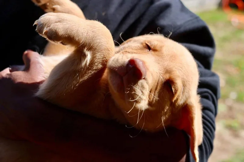 A young medium-sized male Chesapeake Bay Retriever dog named PaZuzu for adoption in Duluth, MN