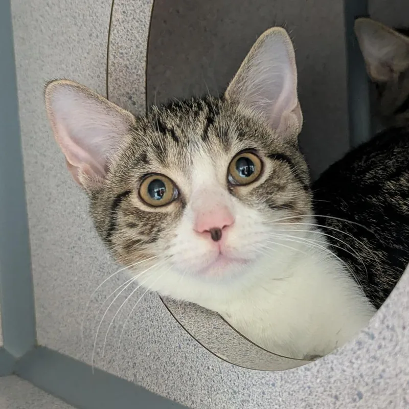 A baby medium-sized male Brown / Chocolate Domestic Short Hair cat named Muffin for adoption in Evansville, IN