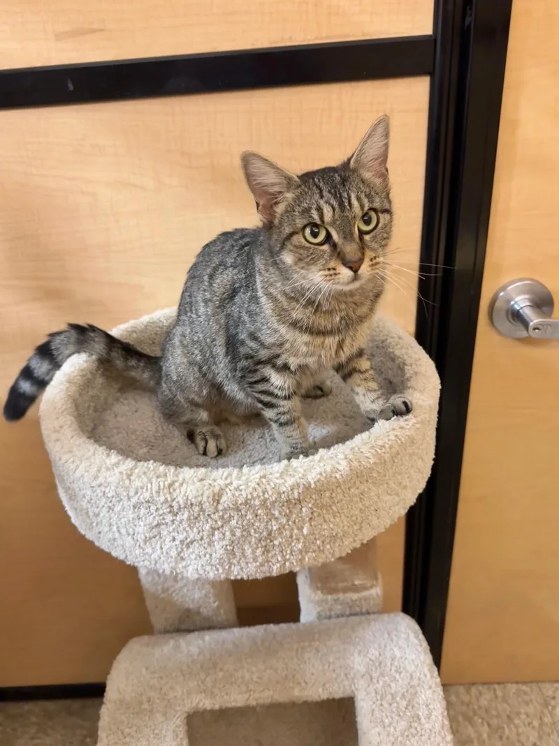 A young medium-sized female Tabby (Brown / Chocolate) Domestic Short Hair cat named Wren for adoption in Springfield, PA