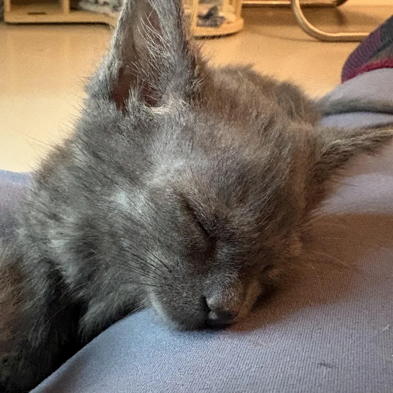 A baby small-sized female Gray / Blue / Silver Domestic Short Hair cat named Bat for adoption in Hickory, NC