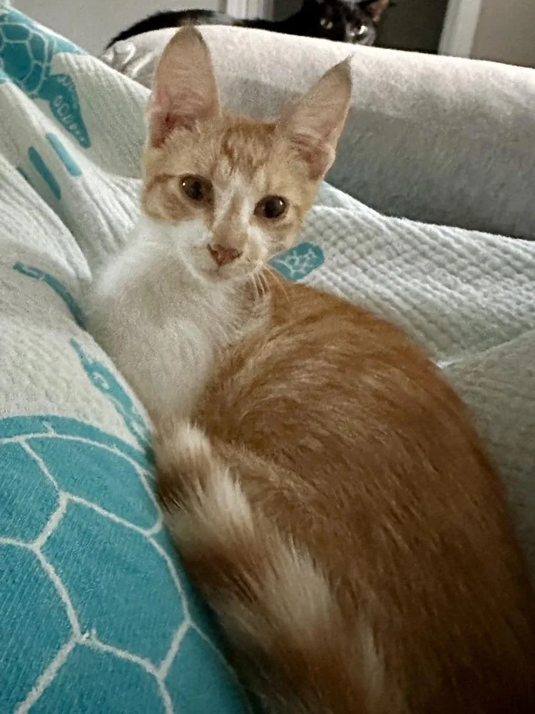 A baby small-sized male Domestic Short Hair cat named Cheezit for adoption in Ferndale, MI