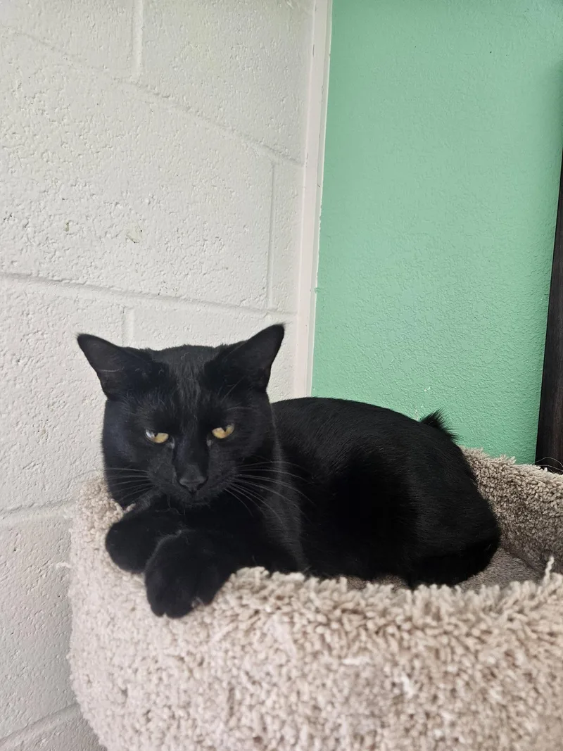 A young medium-sized female Black Domestic Short Hair cat named Teva for adoption in Quincy, CA