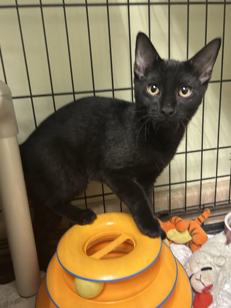 A baby small-sized male Domestic Short Hair cat named Tabasco and Habanero for adoption in Cape May, NJ