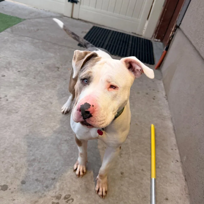 A young large-sized female Pit Bull Terrier dog named Stella for adoption in Midway, UT
