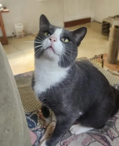 An adult medium-sized male Gray & White Domestic Short Hair cat named Boo for adoption in Palmyra, VA
