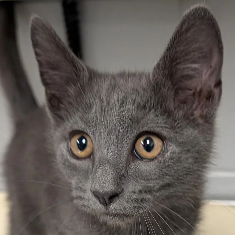 A baby small-sized male Gray / Blue / Silver Domestic Short Hair cat named Motor Mouth for adoption in Greenville, SC