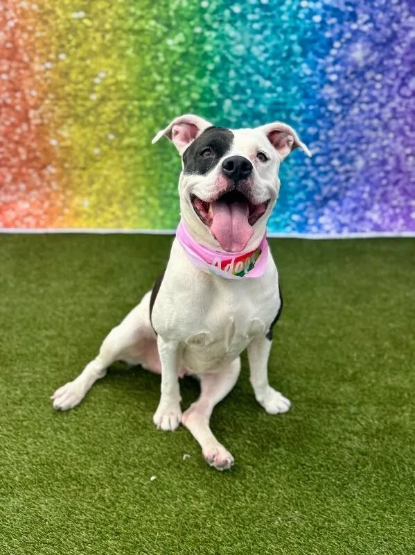 An adult large-sized female White / Cream Mixed Breed dog named Ariel for adoption in Cincinnati, OH