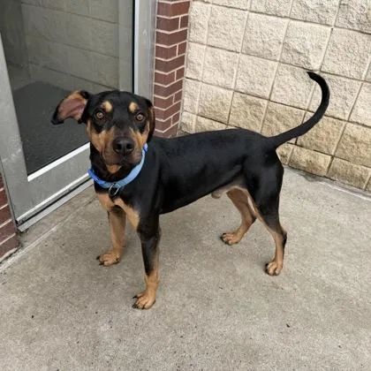 An adult medium-sized male Hound dog named Reed for adoption in Farmers Branch, TX