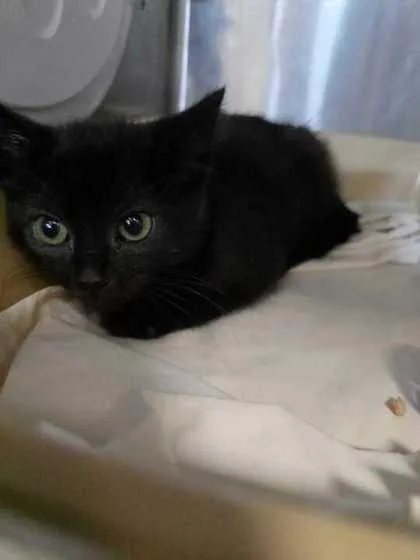 A baby small-sized female Domestic Short Hair cat named Fogger for adoption in Sevierville, TN