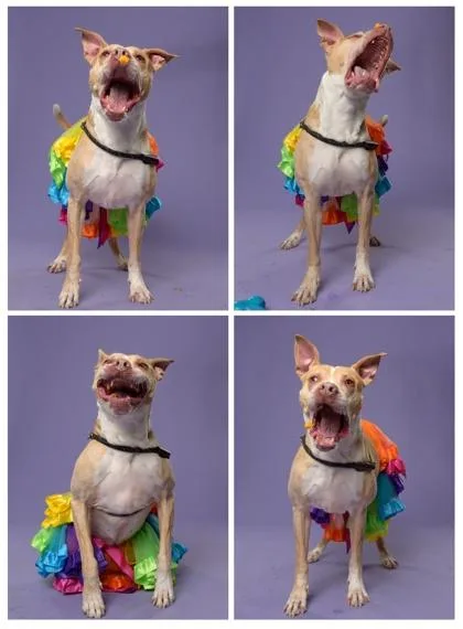 An adult large-sized female Mixed Breed dog named Tasha for adoption in Atlanta, GA