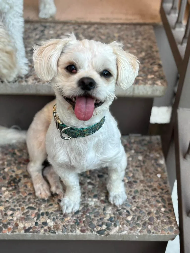 A young small-sized male Standard Poodle dog named Foxy for adoption in Mesa, AZ