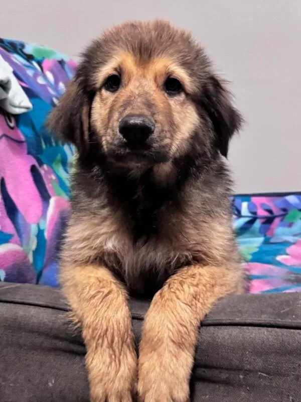 A baby large-sized male Great Pyrenees dog named Corduroy for adoption in Van Nuys, CA