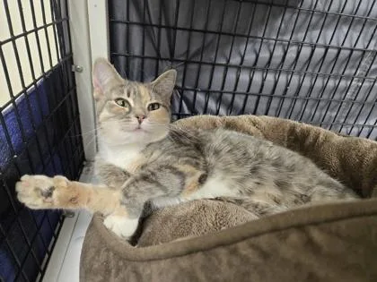 A young medium-sized female Torbie Domestic Short Hair cat named Zion for adoption in Neenah, WI