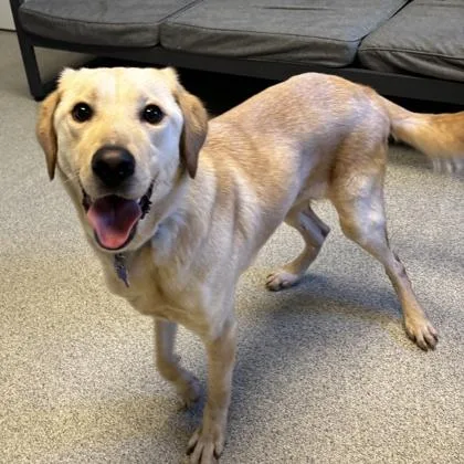 An adult medium-sized male Apricot / Beige Mixed Breed dog named Remy for adoption in Lansing, MI