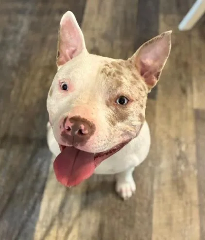 A young large-sized male Pit Bull Terrier dog named Marshmallow for adoption in Albany, NY