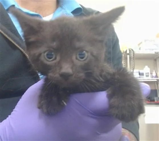A baby small-sized male Domestic Short Hair cat named Charlie for adoption in Miami, FL