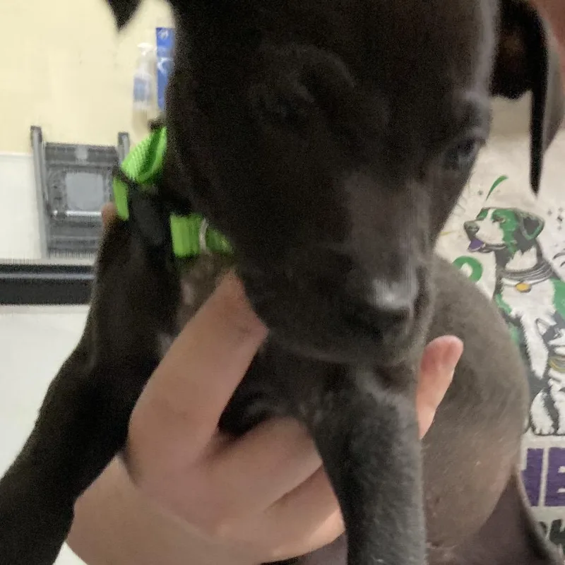 A baby small-sized male Black Pit Bull Terrier dog named Pawn for adoption in Galveston, TX